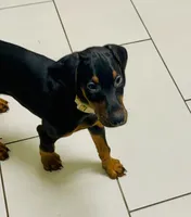 Clark, a male Doberman Pinscher for sale in Cape Coral, FL – 4 of 6