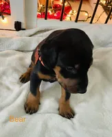 Bear, a male Doberman Pinscher for sale in Cape Coral, FL – 2 of 7