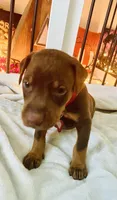 Popeye , a male Doberman Pinscher for sale in Cape Coral, FL – 8 of 8