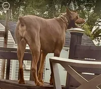 Rocco, a male Doberman Pinscher for sale in Cape Coral, FL – Photo 5 of 6