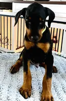 Rocco, a male Doberman Pinscher for sale in Cape Coral, FL – Photo 2 of 6