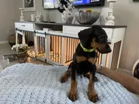 Rocco, a male Doberman Pinscher for sale in Cape Coral, FL – Photo 3 of 6