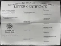 Rocco, a male Doberman Pinscher for sale in Cape Coral, FL – Photo 6 of 6