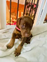 Gracie, a female Doberman Pinscher for sale in Cape Coral, FL – 5 of 7