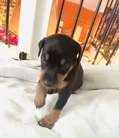 Bella, a female Doberman Pinscher for sale in Cape Coral, FL – 3 of 3