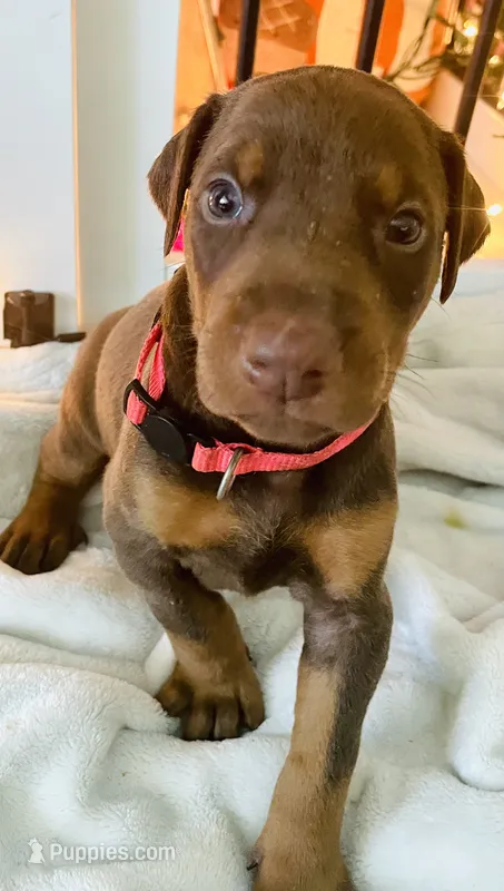 Gracie – Doberman Pinscher puppy for sale in Cape Coral, FL