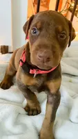 Gracie, a female Doberman Pinscher for sale in Cape Coral, FL – 2 of 7