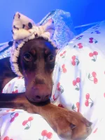 Peanut, a female Doberman Pinscher for sale in Cape Coral, FL – 2 of 4