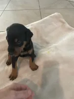 Clark, a male Doberman Pinscher for sale in Cape Coral, FL – 5 of 5