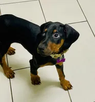 Clark, a male Doberman Pinscher for sale in Cape Coral, FL – 6 of 6