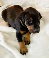 Diesel, a male Doberman Pinscher for sale in Cape Coral, FL – 8 of 10