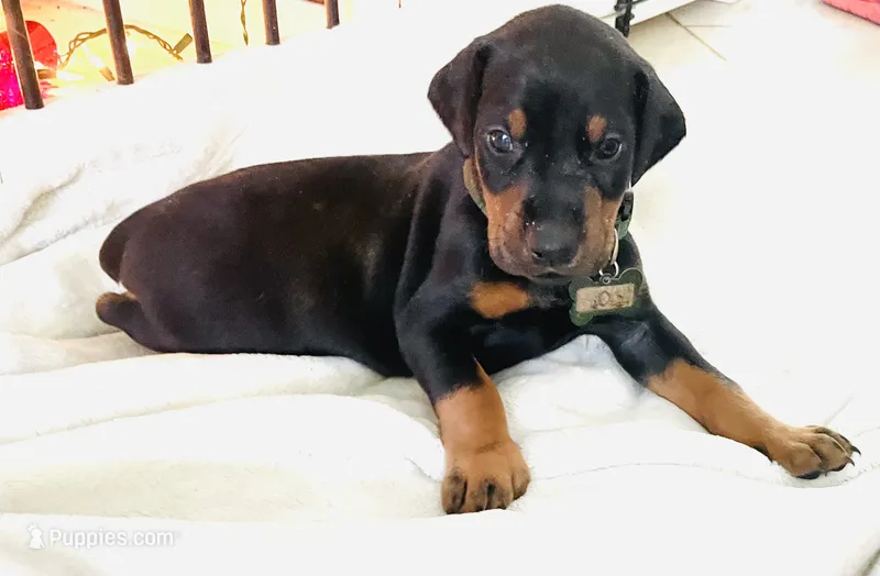 Diesel – Doberman Pinscher puppy for sale in Cape Coral, FL