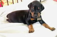 Diesel, a male Doberman Pinscher for sale in Cape Coral, FL – 4 of 10