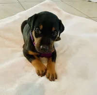 Clark, a male Doberman Pinscher for sale in Cape Coral, FL – 4 of 5