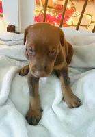 Gracie, a female Doberman Pinscher for sale in Cape Coral, FL – 3 of 7
