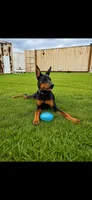 Peanut, a female Doberman Pinscher for sale in Cape Coral, FL – 4 of 4