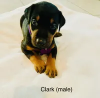 Clark, a male Doberman Pinscher for sale in Cape Coral, FL – 1 of 5