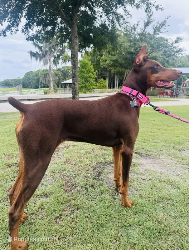 Peanut – Doberman Pinscher puppy for sale in Cape Coral, FL
