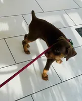 Popeye , a male Doberman Pinscher for sale in Cape Coral, FL – 3 of 4