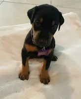 Clark, a male Doberman Pinscher for sale in Cape Coral, FL – 3 of 5
