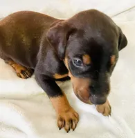Diesel, a male Doberman Pinscher for sale in Cape Coral, FL – 2 of 10