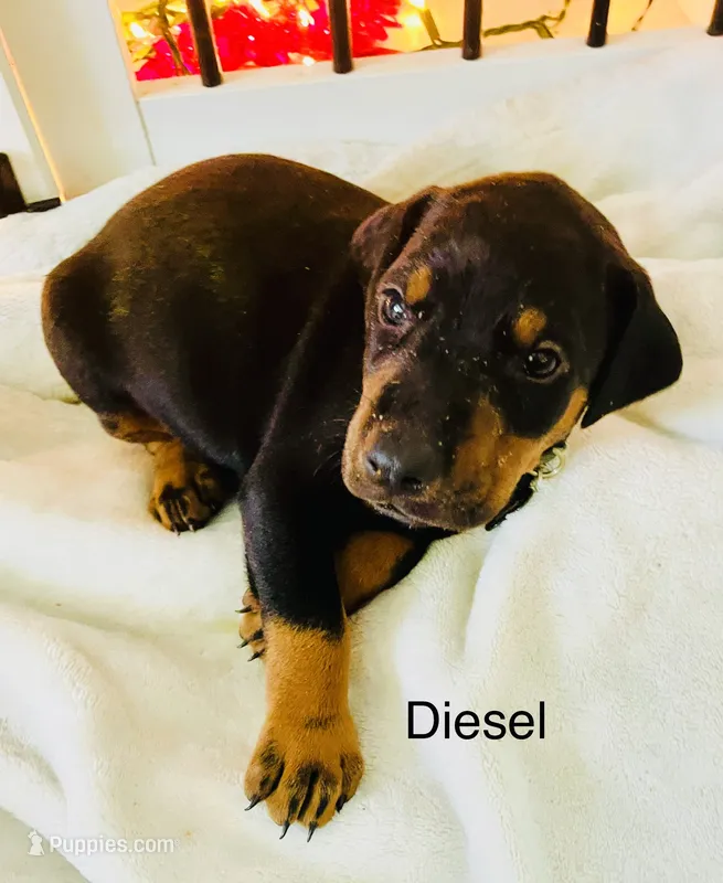 Diesel – Doberman Pinscher puppy for sale in Cape Coral, FL