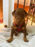 Popeye , a male Doberman Pinscher for sale in Cape Coral, FL – 7 of 8