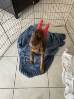 Peanut, a female Doberman Pinscher for sale in Cape Coral, FL – Photo 4 of 10