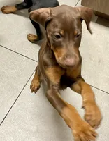 Peanut, a female Doberman Pinscher for sale in Cape Coral, FL – Photo 10 of 10