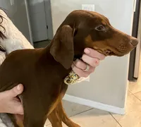 Peanut, a female Doberman Pinscher for sale in Cape Coral, FL – Photo 8 of 10