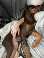 Peanut, a female Doberman Pinscher for sale in Cape Coral, FL – Photo 7 of 10