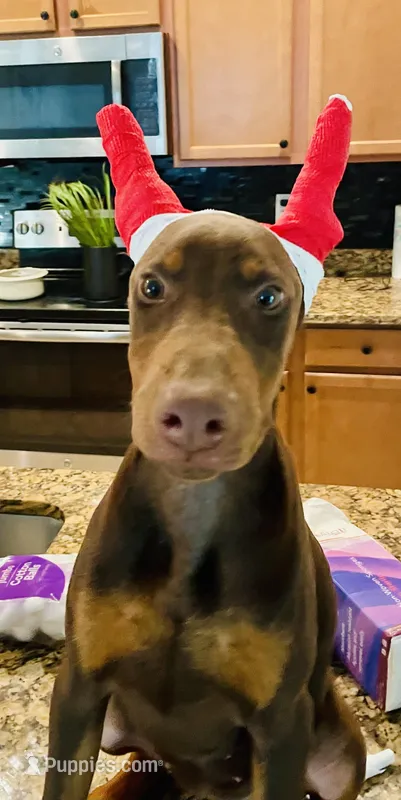 Peanut – Doberman Pinscher puppy for sale in Cape Coral, FL