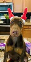 Peanut, a female Doberman Pinscher for sale in Cape Coral, FL – Photo 1 of 10