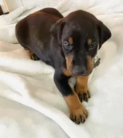 Diesel, a male Doberman Pinscher for sale in Cape Coral, FL – 6 of 10
