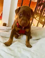 Popeye , a male Doberman Pinscher for sale in Cape Coral, FL – 6 of 8