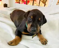 Diesel, a male Doberman Pinscher for sale in Cape Coral, FL – 5 of 10