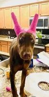 Peanut, a female Doberman Pinscher for sale in Cape Coral, FL – Photo 2 of 10