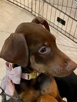 Peanut, a female Doberman Pinscher for sale in Cape Coral, FL – Photo 9 of 10