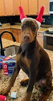 Peanut, a female Doberman Pinscher for sale in Cape Coral, FL – Photo 6 of 10