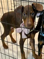 Peanut, a female Doberman Pinscher for sale in Cape Coral, FL – Photo 10 of 10