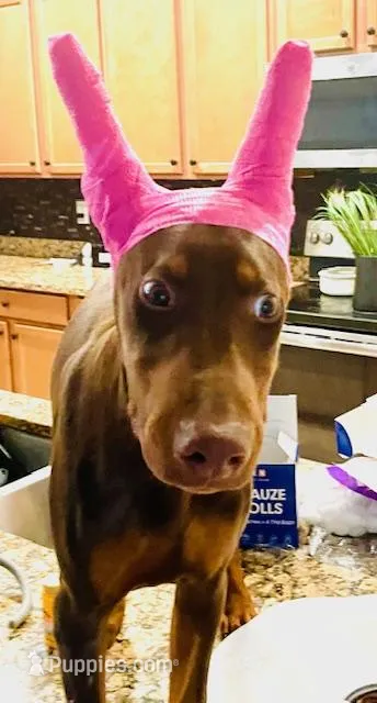 Peanut – Doberman Pinscher puppy for sale in Cape Coral, FL