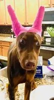 Peanut, a female Doberman Pinscher for sale in Cape Coral, FL – Photo 1 of 10