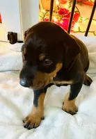 Bear, a male Doberman Pinscher for sale in Cape Coral, FL – 3 of 7