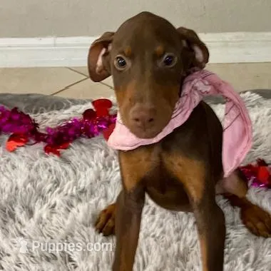 Teddi, a female Doberman Pinscher for sale in Cape Coral, FL – Photo 4 of 5