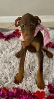 Teddi, a female Doberman Pinscher for sale in Cape Coral, FL – Photo 5 of 5