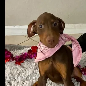 Teddi, a female Doberman Pinscher for sale in Cape Coral, FL – Photo 3 of 5