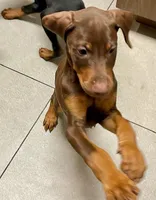 Teddi, a female Doberman Pinscher for sale in Cape Coral, FL – Photo 1 of 5