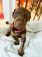 Gracie, a female Doberman Pinscher for sale in Cape Coral, FL – 4 of 7