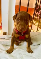 Popeye , a male Doberman Pinscher for sale in Cape Coral, FL – 2 of 8