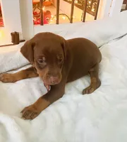 Popeye , a male Doberman Pinscher for sale in Cape Coral, FL – 4 of 8